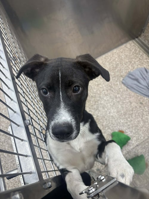 PATRICK - Black Labrador Retriever available for adoption