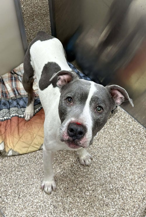 BEAUMONT - Pit Bull Terrier available for adoption