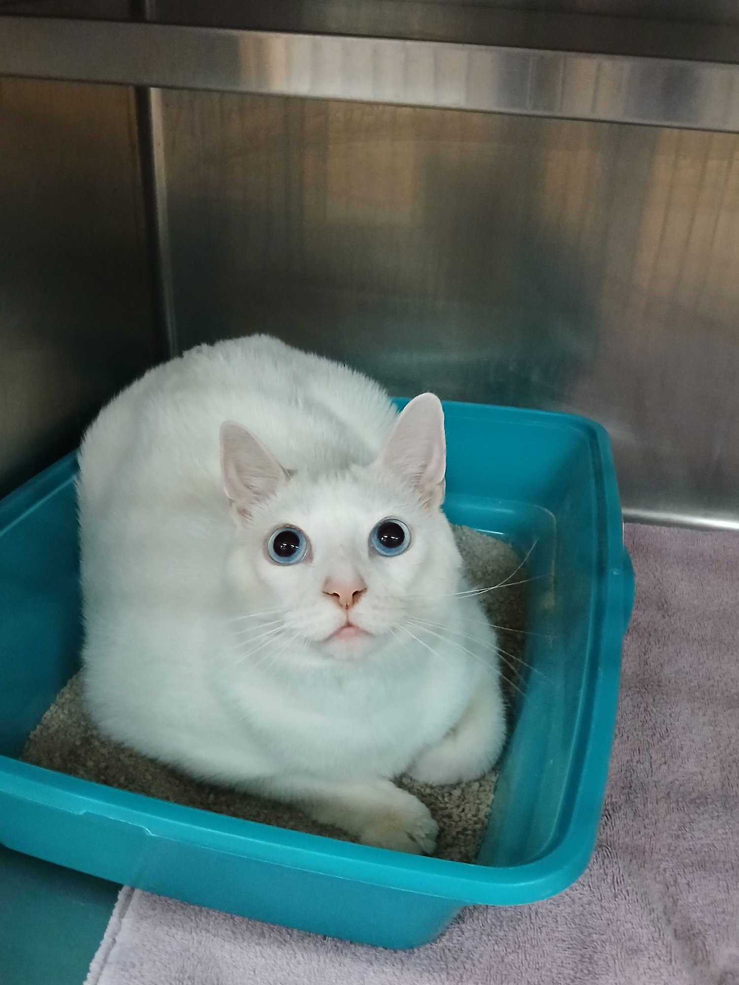 EZRA - Domestic Short Hair available for adoption