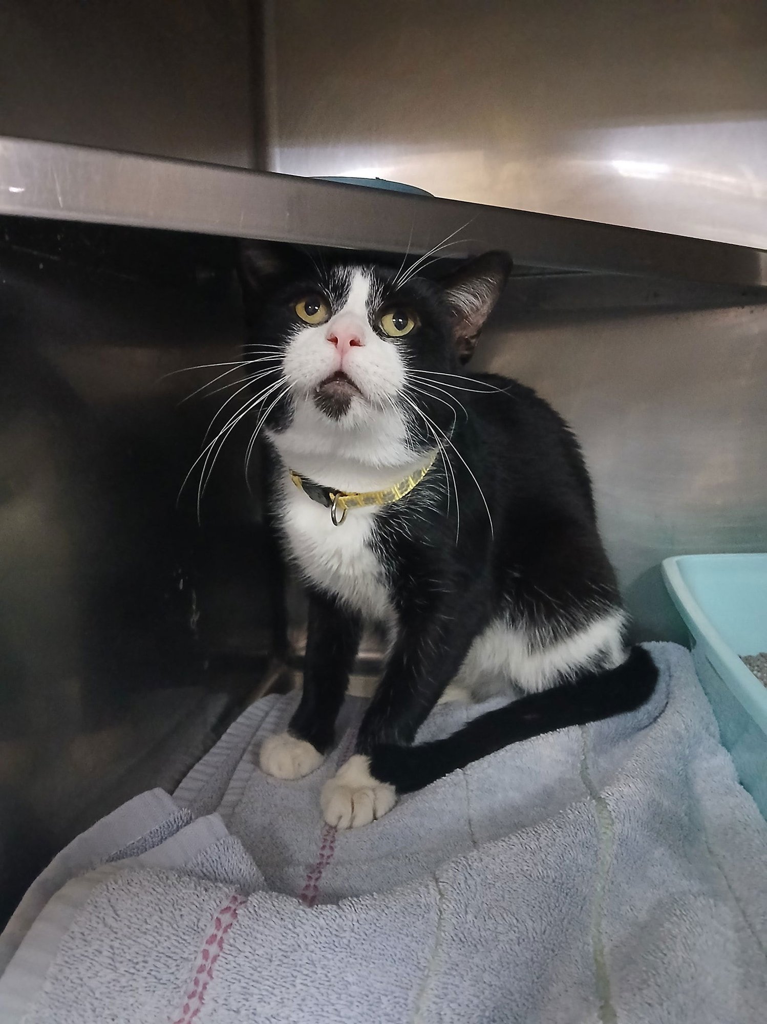 MARCEL - Tuxedo available for adoption