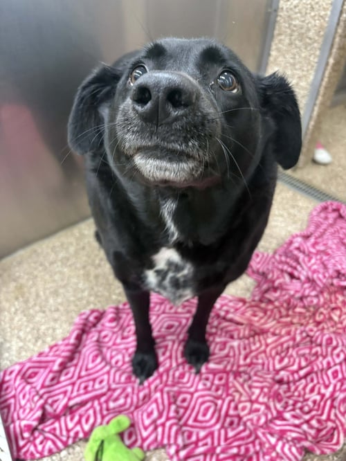 BELLA - Black Labrador Retriever / Australian Cattle Dog/Blue Heeler available for adoption