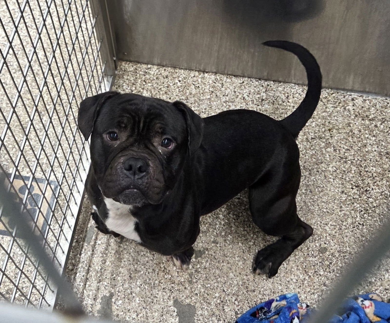 HIPPO - Boxer available for adoption