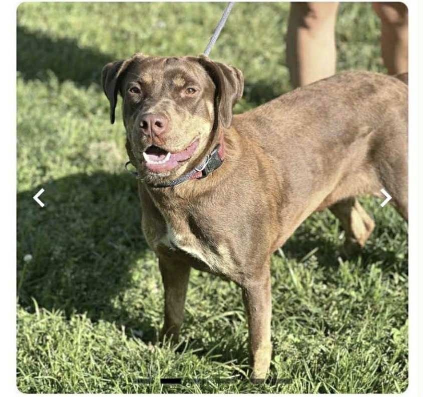 LYDIA - Chocolate Labrador Retriever / Pit Bull Terrier available for adoption