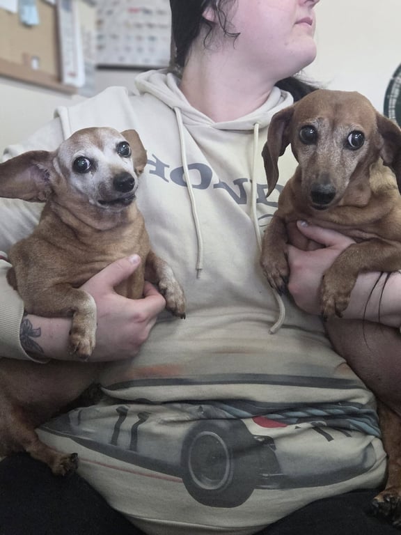 Dachshund Senior Sisters Image