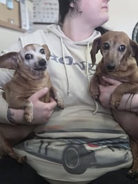 Dachshund Senior Sisters - Photo 1