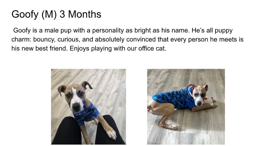 GOOFY - Pit Bull Terrier / Shepherd available for adoption