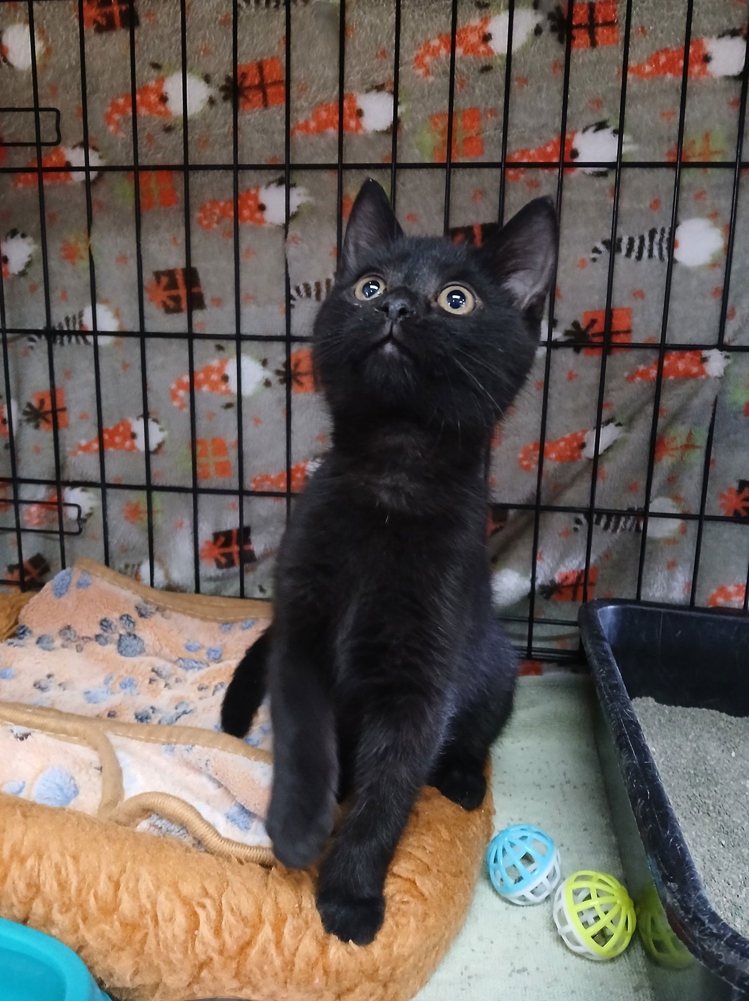 KERMIT - Domestic Short Hair available for adoption