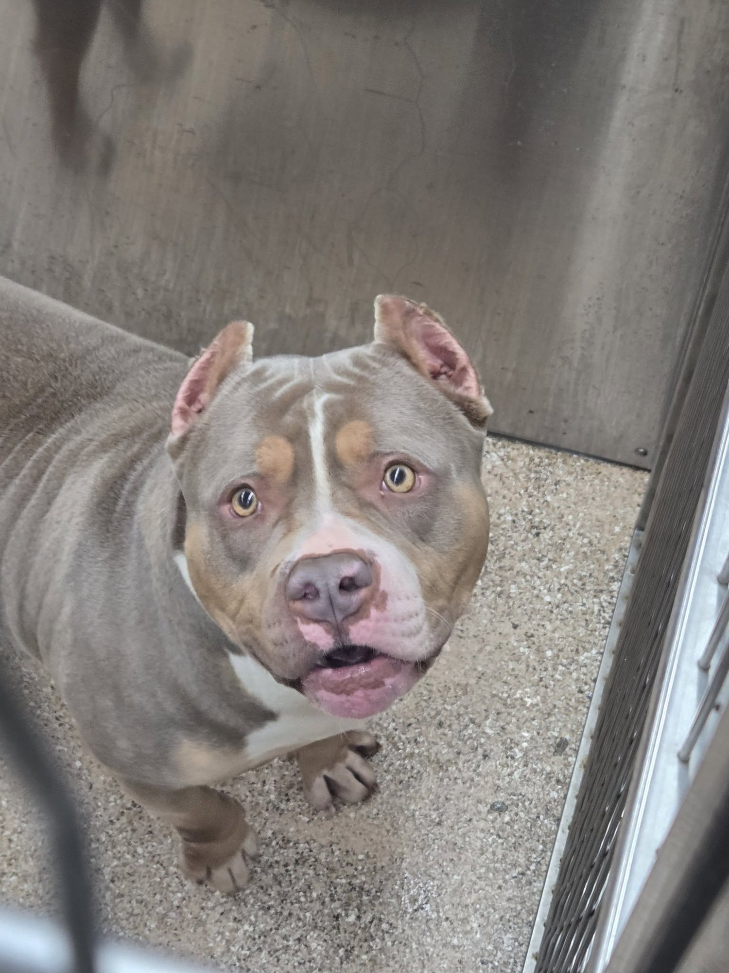 HAPPY - Pit Bull Terrier available for adoption