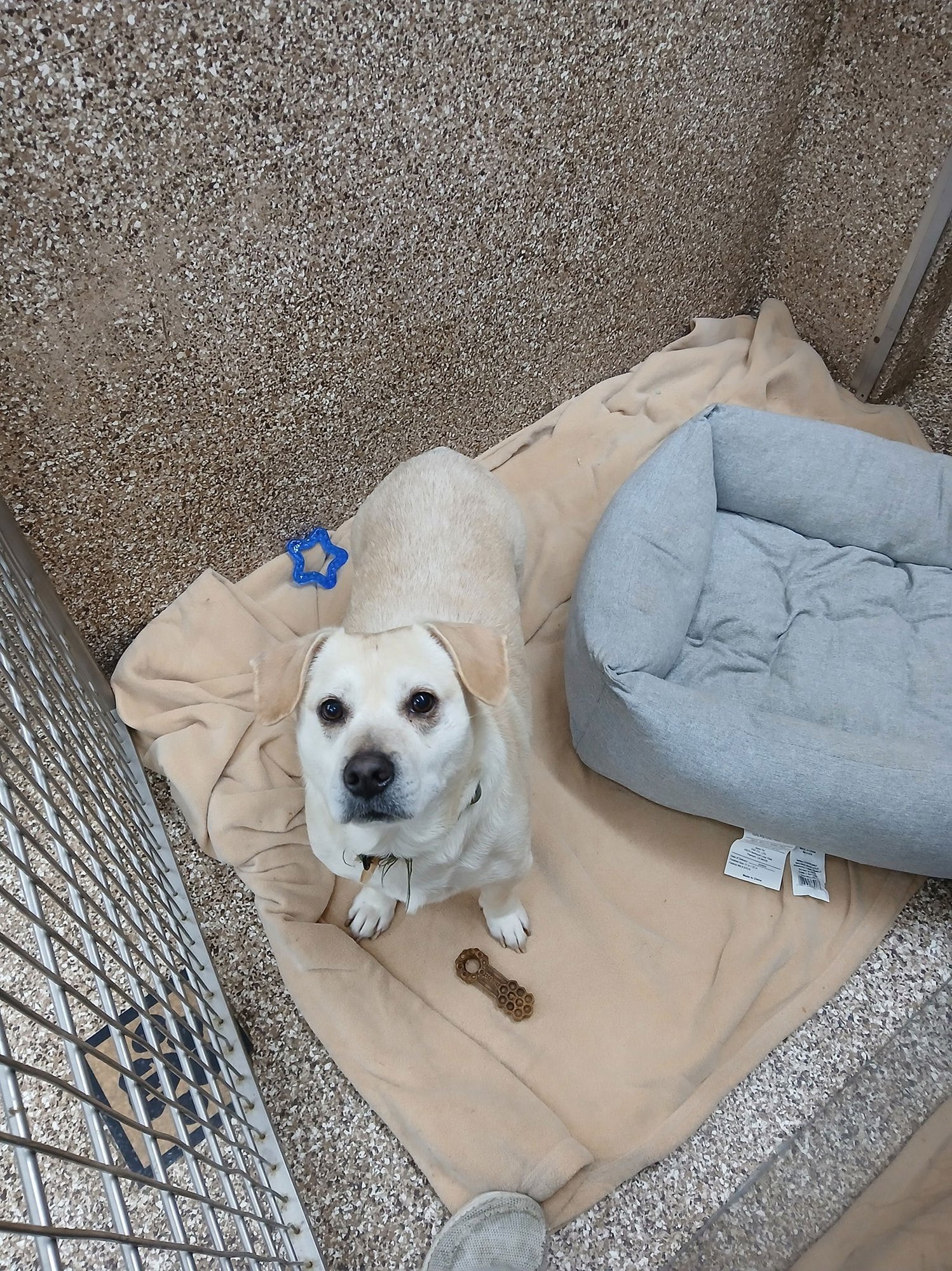 TOBY - Yellow Labrador Retriever / Basset Hound available for adoption
