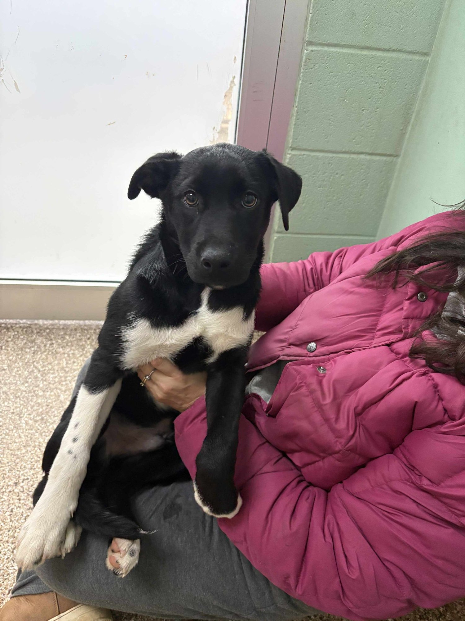 MAXIMUS - Husky / Great Pyrenees available for adoption