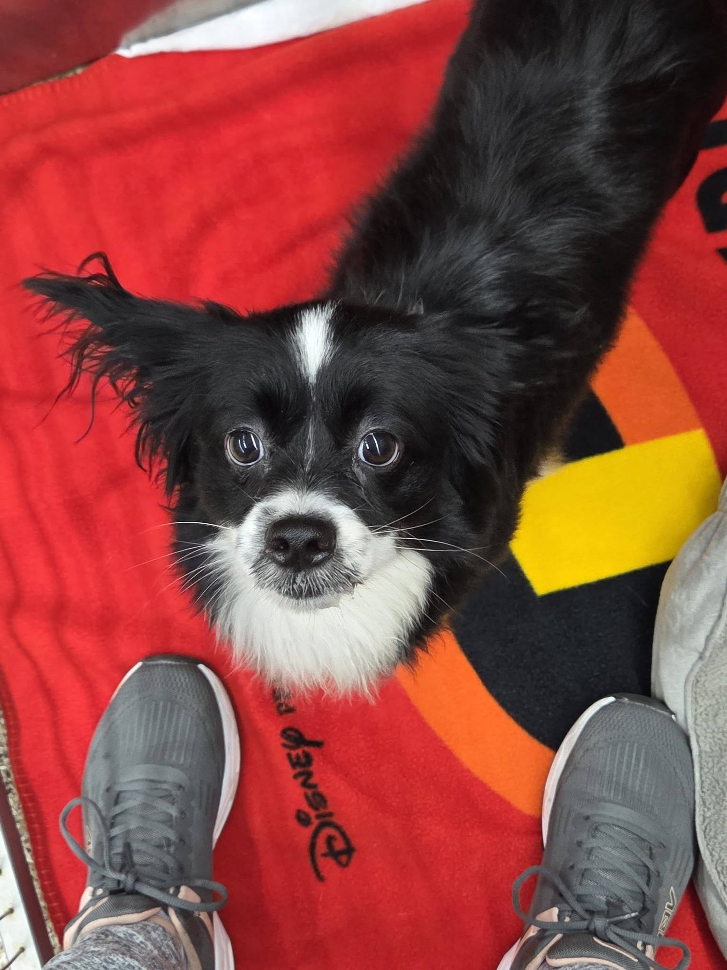 TOBY - Papillon available for adoption