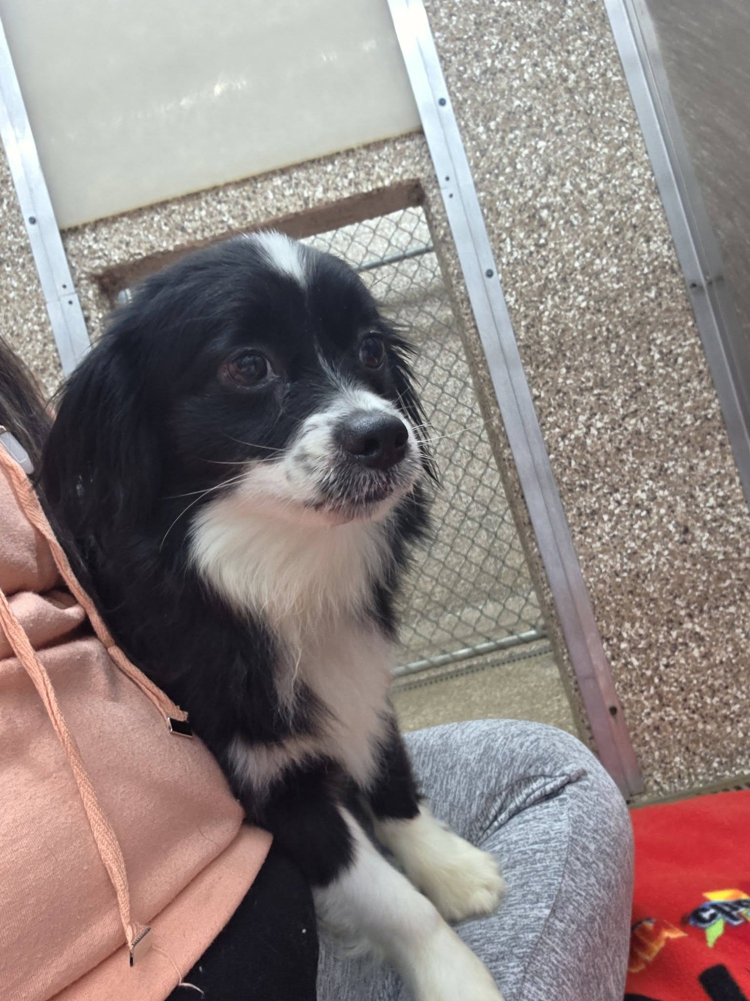 TOBY - Papillon available for adoption