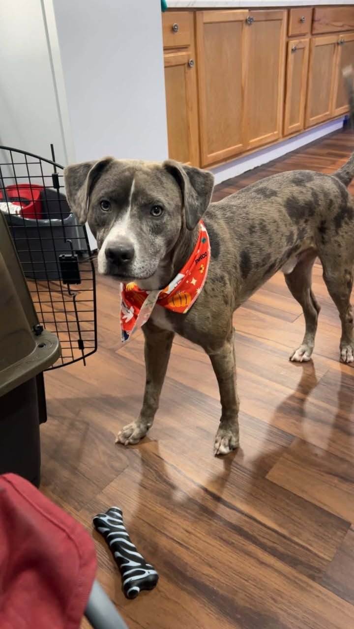 TURBO - Pit Bull Terrier / Catahoula Leopard Dog available for adoption