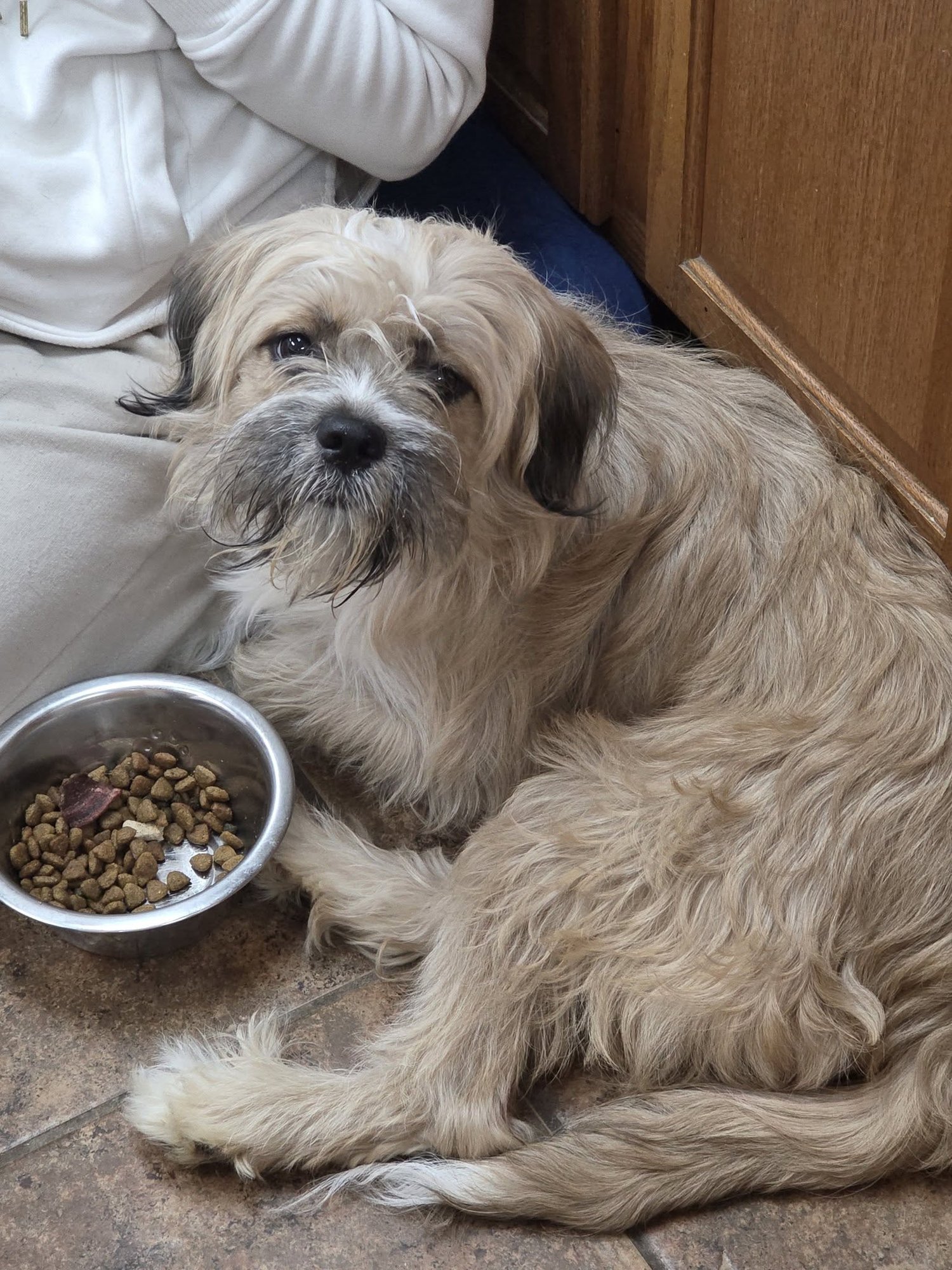 BUBBLES - Shih Tzu / Pit Bull Terrier available for adoption