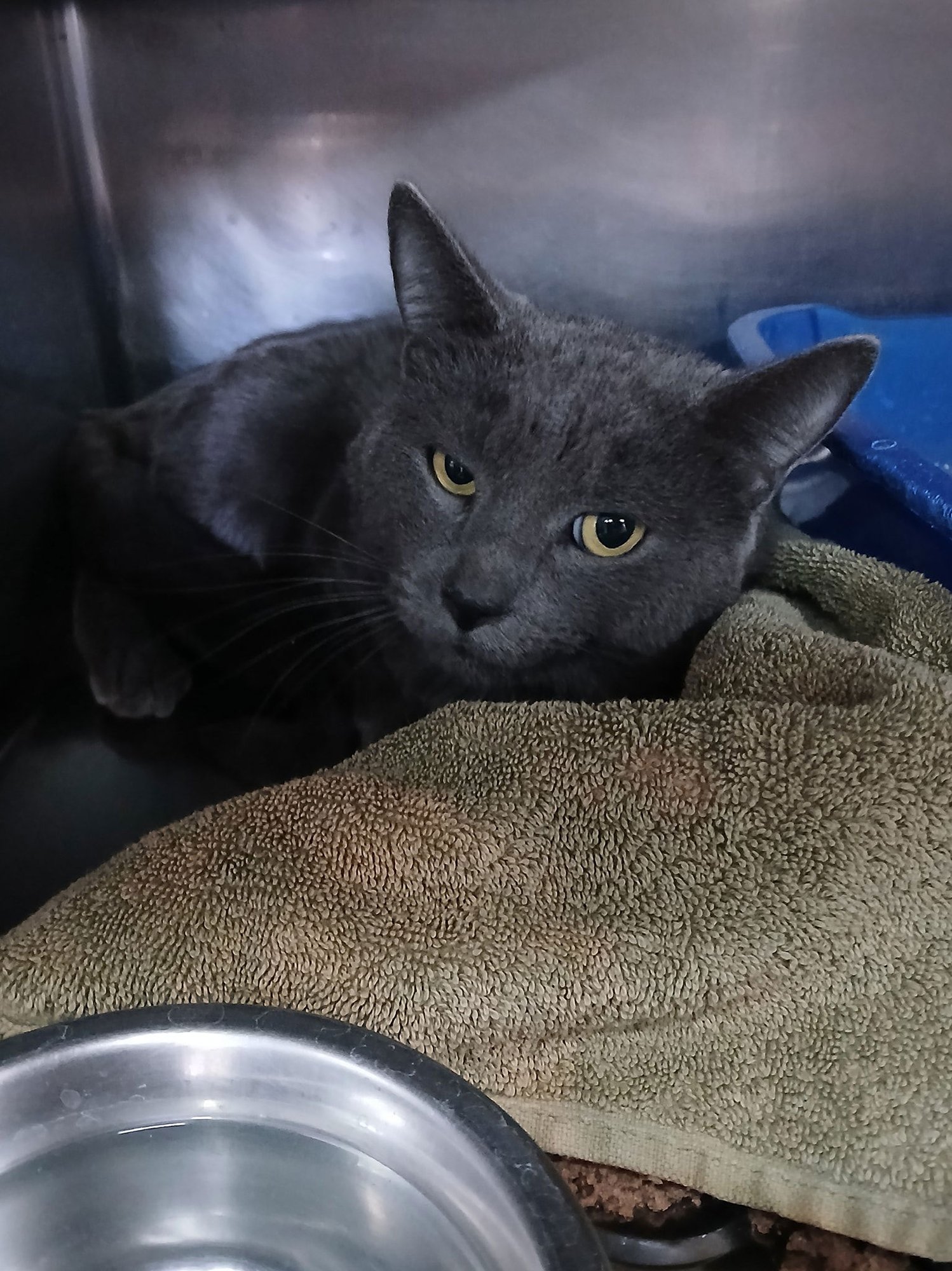 SMOKEY - Domestic Short Hair available for adoption