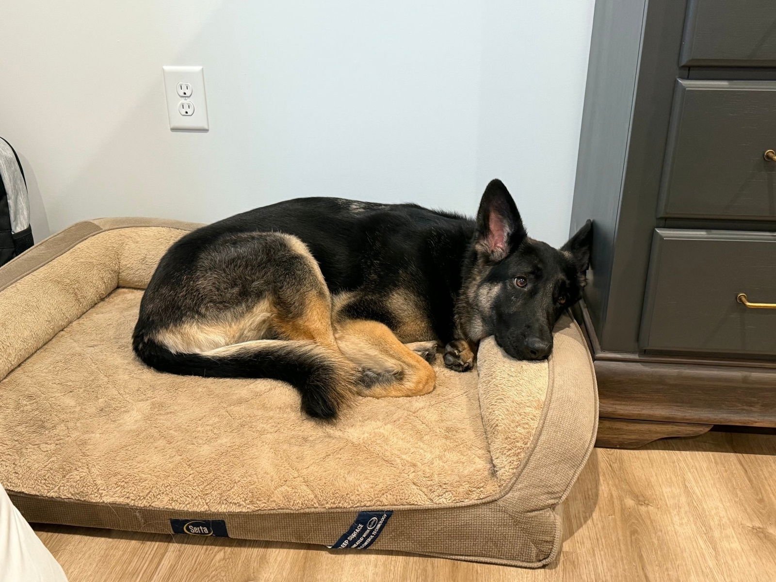 LUNA - German Shepherd Dog available for adoption