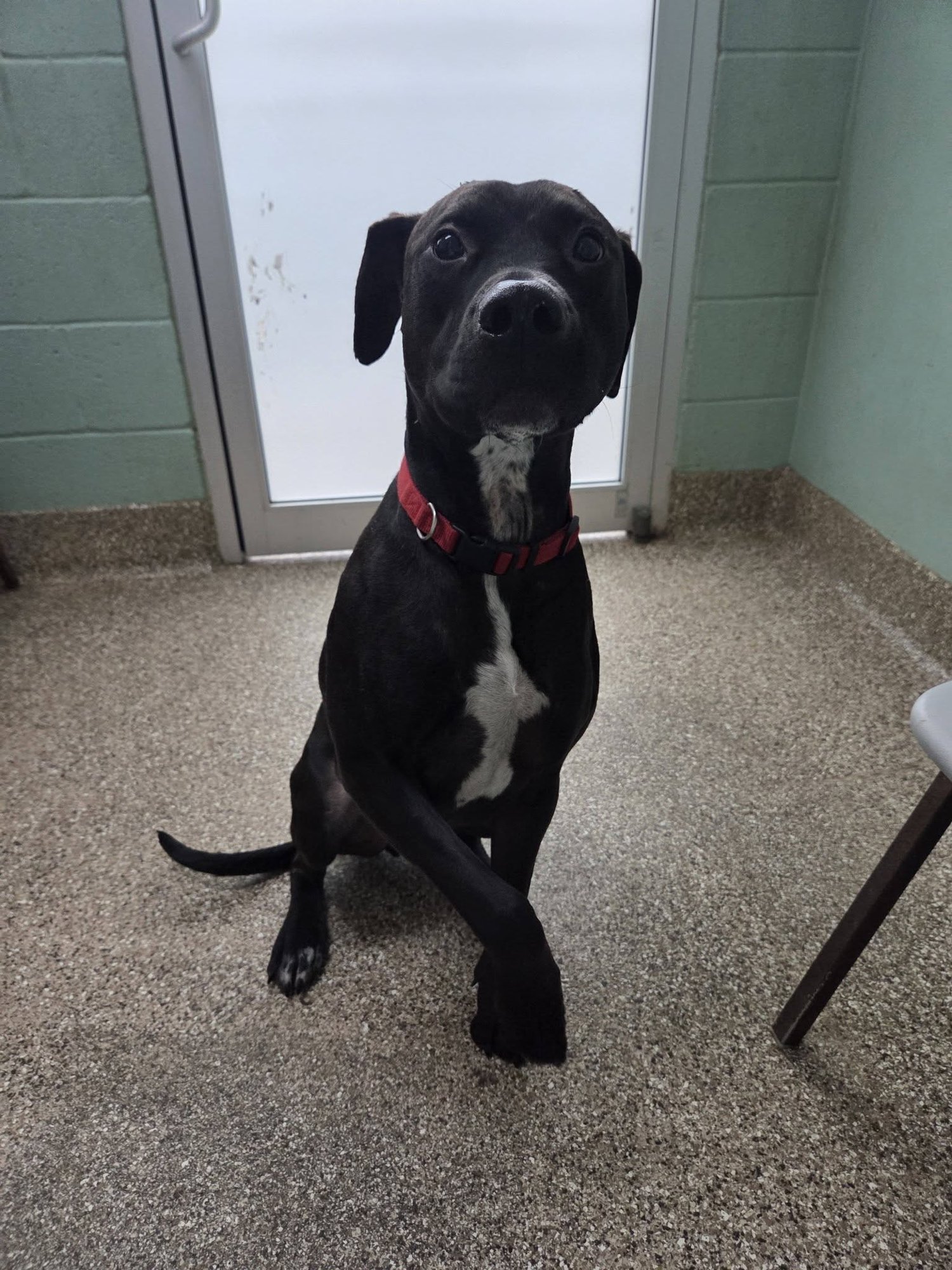RAGNER - Black Labrador Retriever available for adoption