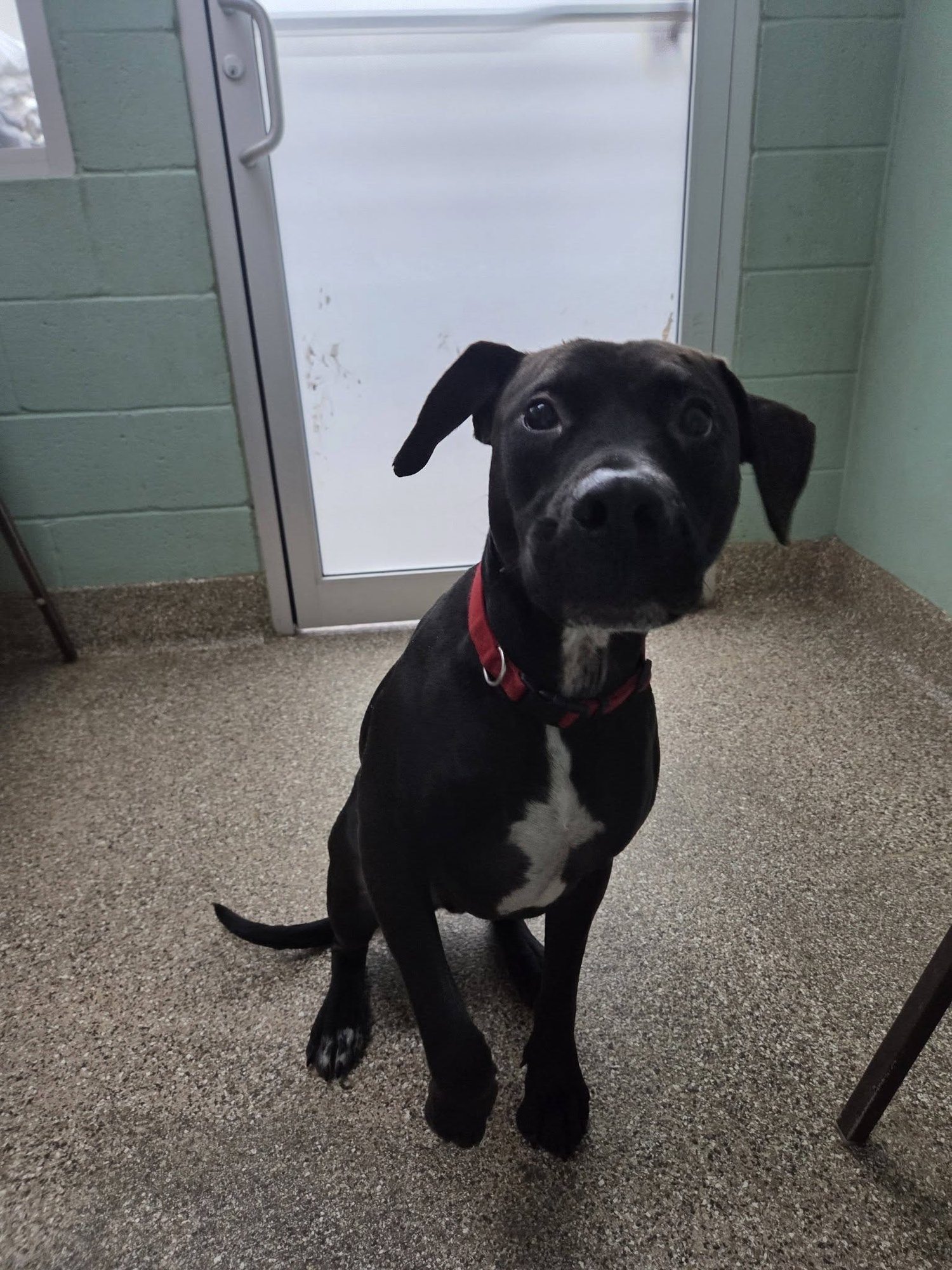 RAGNER - Black Labrador Retriever available for adoption