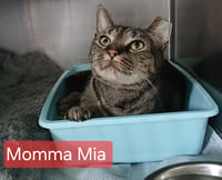 Momma Mia - Photo 1