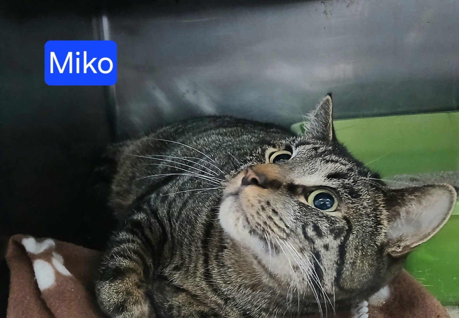 MIKO - Tabby available for adoption