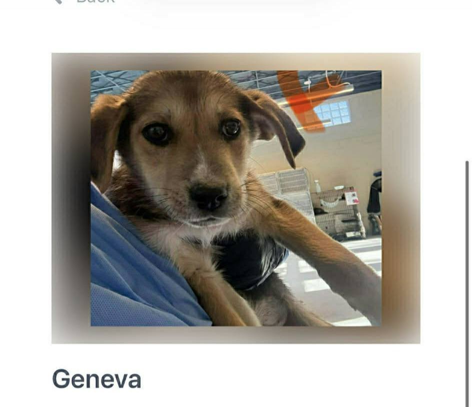 GENEVA AND GRETA - Hound / Shepherd available for adoption