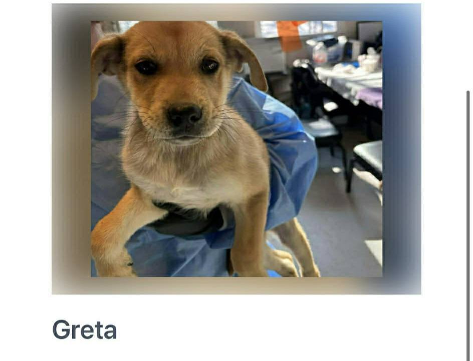 GENEVA AND GRETA - Hound / Shepherd available for adoption