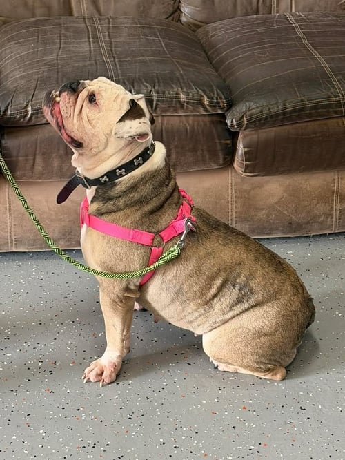 BABY - English Bulldog available for adoption