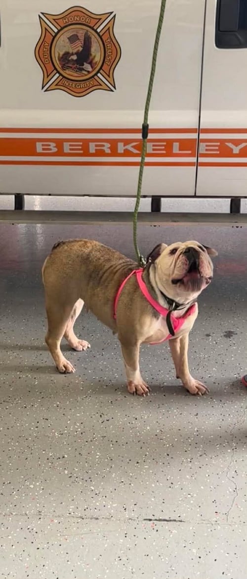 BABY - English Bulldog available for adoption