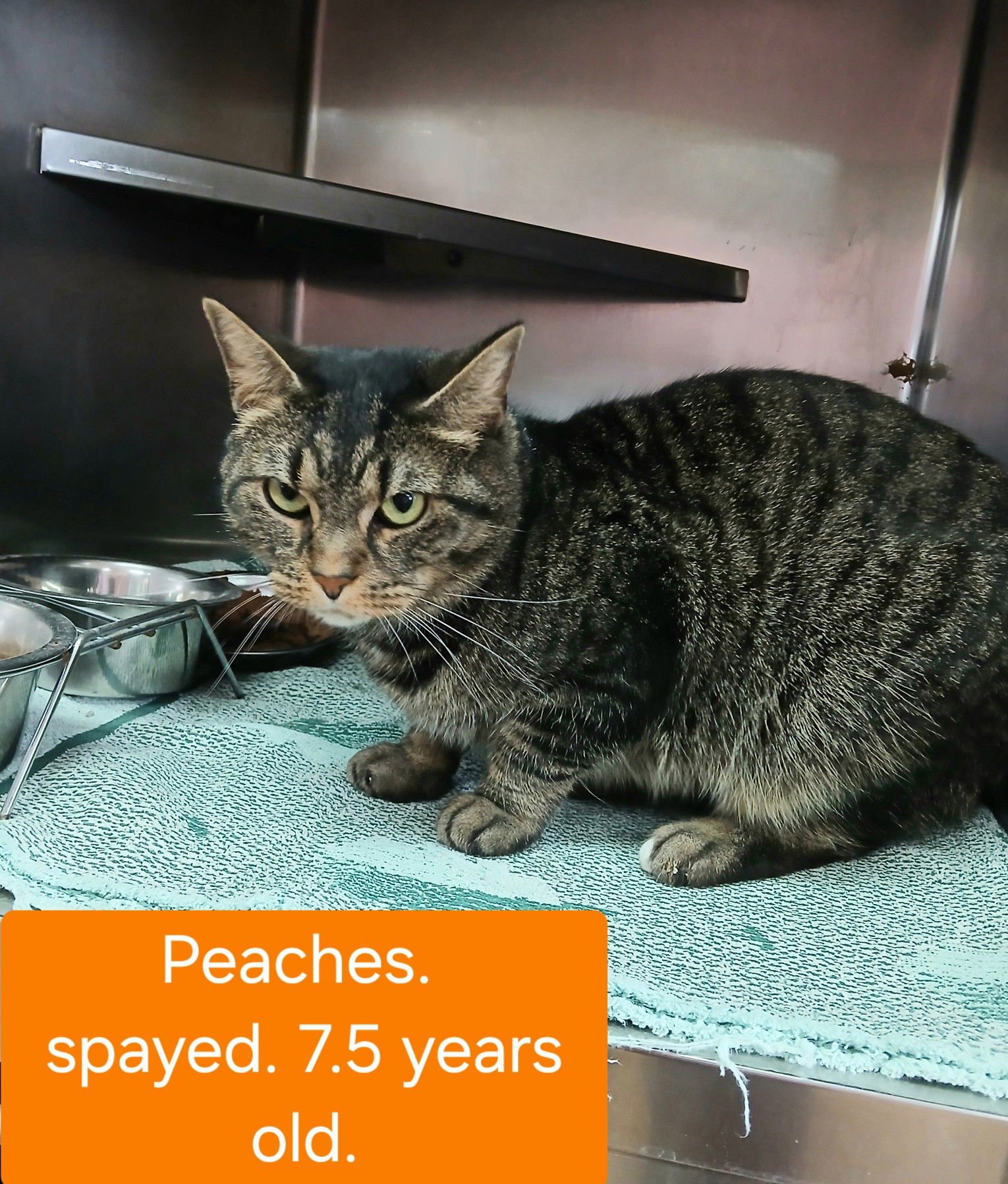 PEACHES - Tabby available for adoption