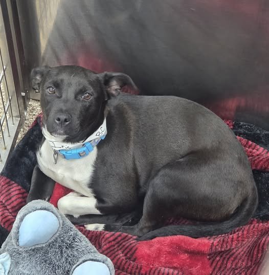 IRIS - Black Labrador Retriever / Pit Bull Terrier available for adoption