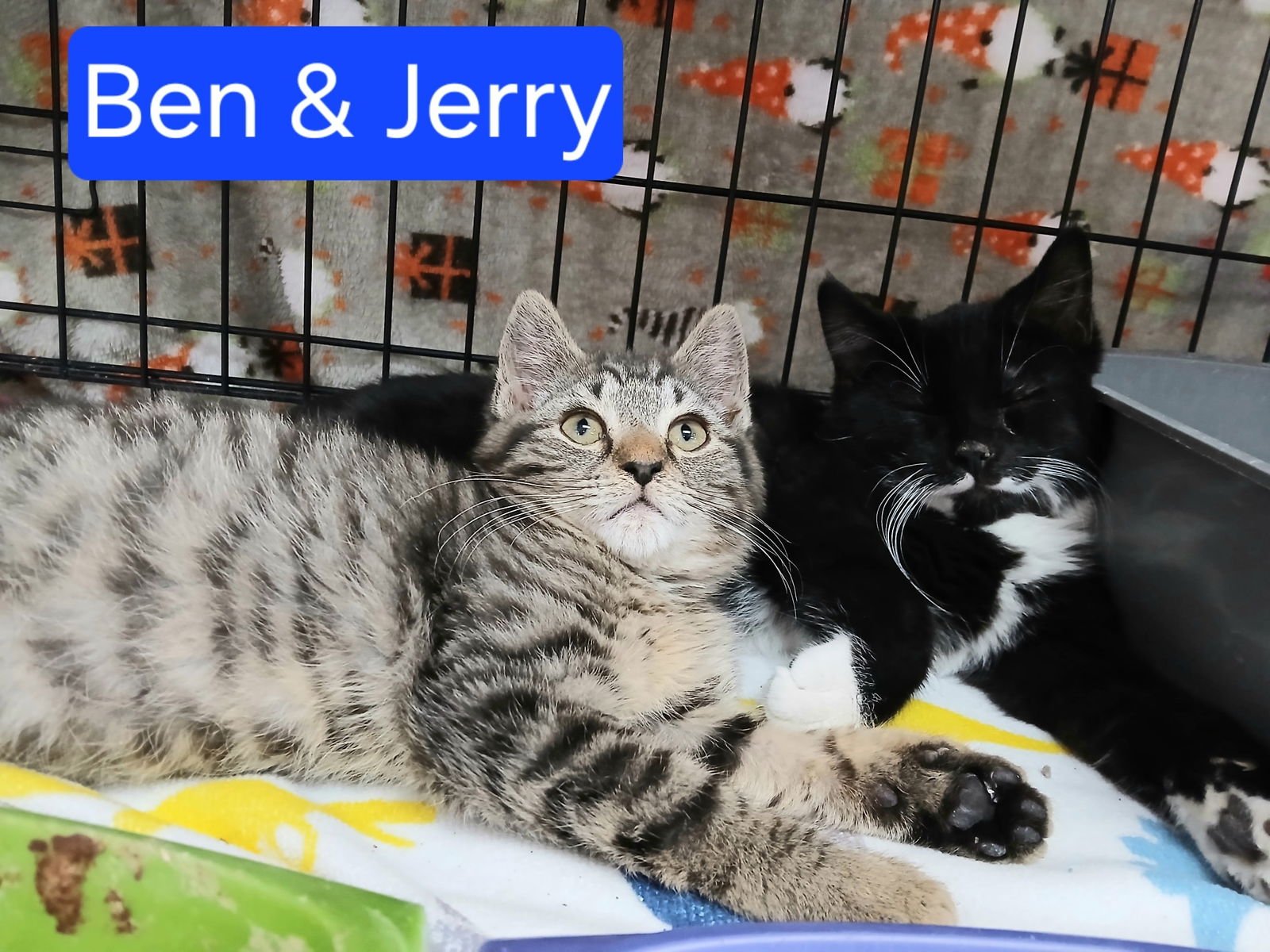 BEN AND JERRY - Domestic Medium Hair / Tabby available for adoption