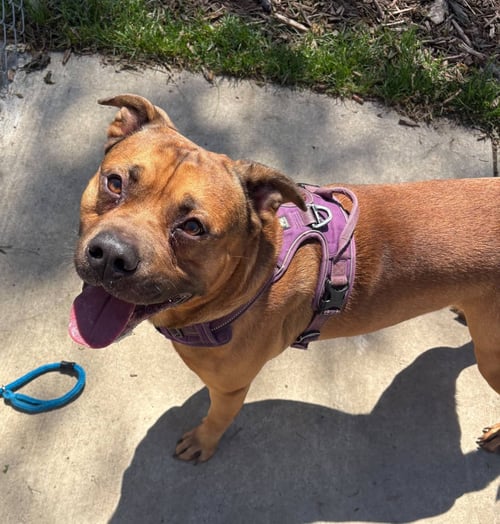 ZEUS - Pit Bull Terrier available for adoption