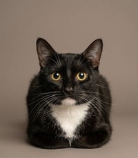 Gizzy - Photo 1