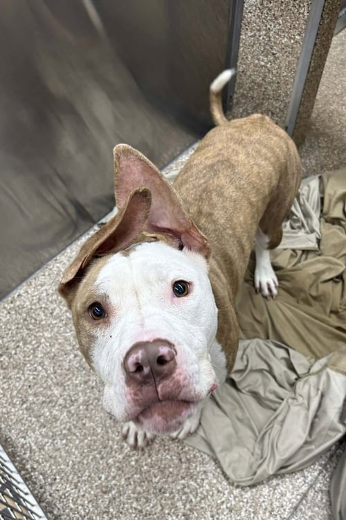 ATLAS #2 - Pit Bull Terrier available for adoption