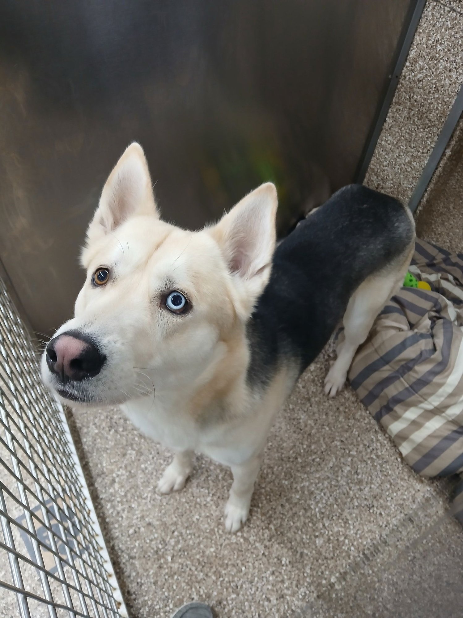 BLUE - German Shepherd Dog / Husky available for adoption