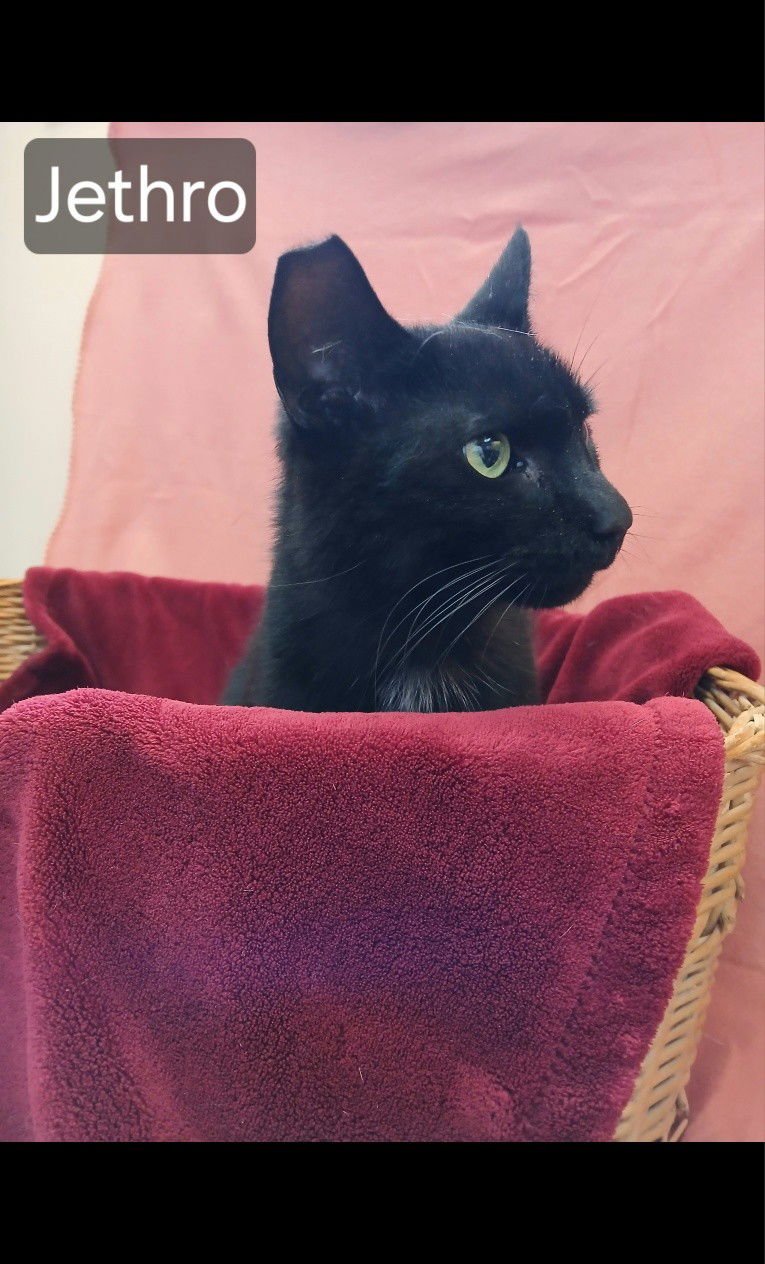 JETHRO - Domestic Short Hair available for adoption