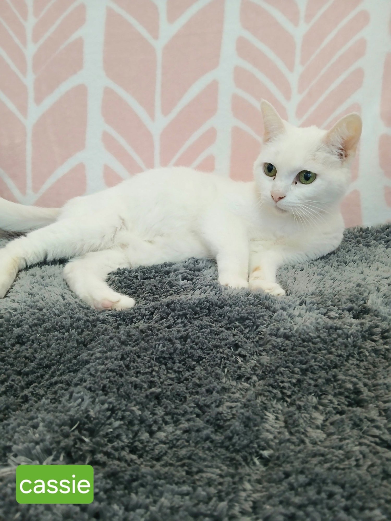 CASSIE - Domestic Short Hair available for adoption