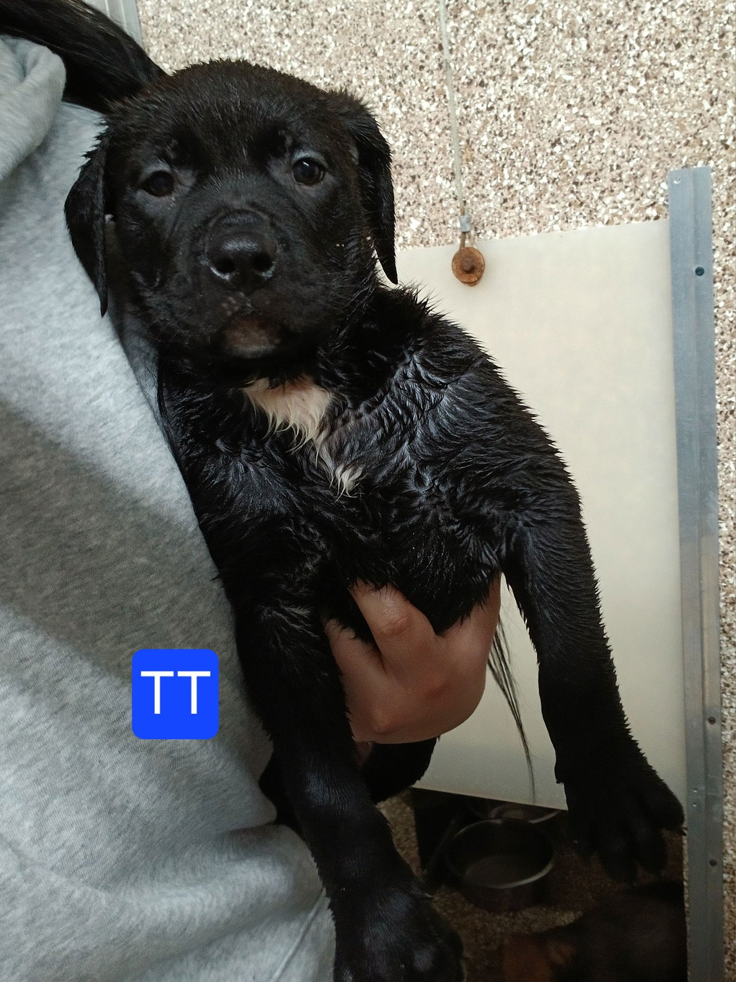 FIVE BABIES - Pit Bull Terrier / Rottweiler available for adoption