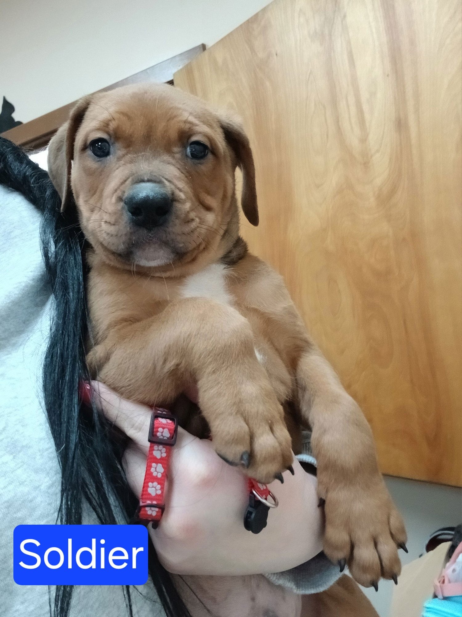 FIVE BABIES - Pit Bull Terrier / Rottweiler available for adoption