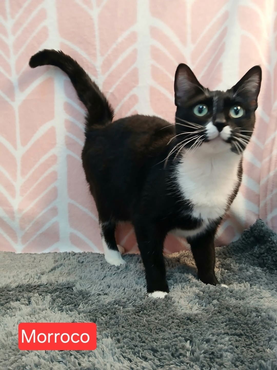 MOROCCO - Tuxedo available for adoption