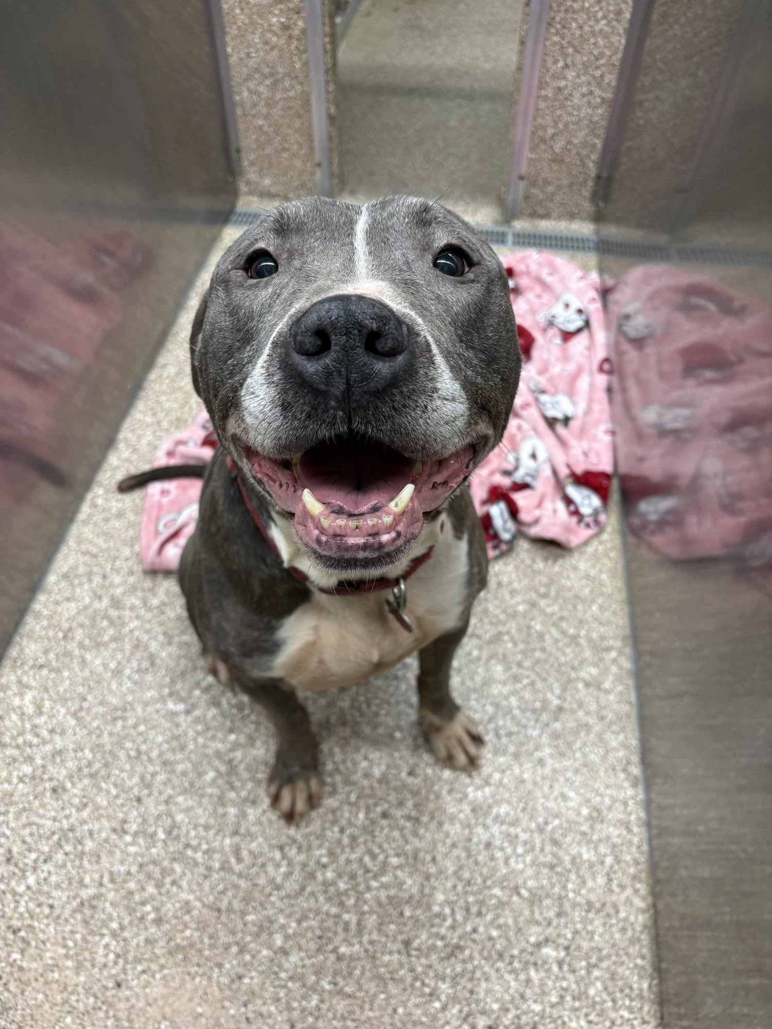 BRODY - Pit Bull Terrier available for adoption