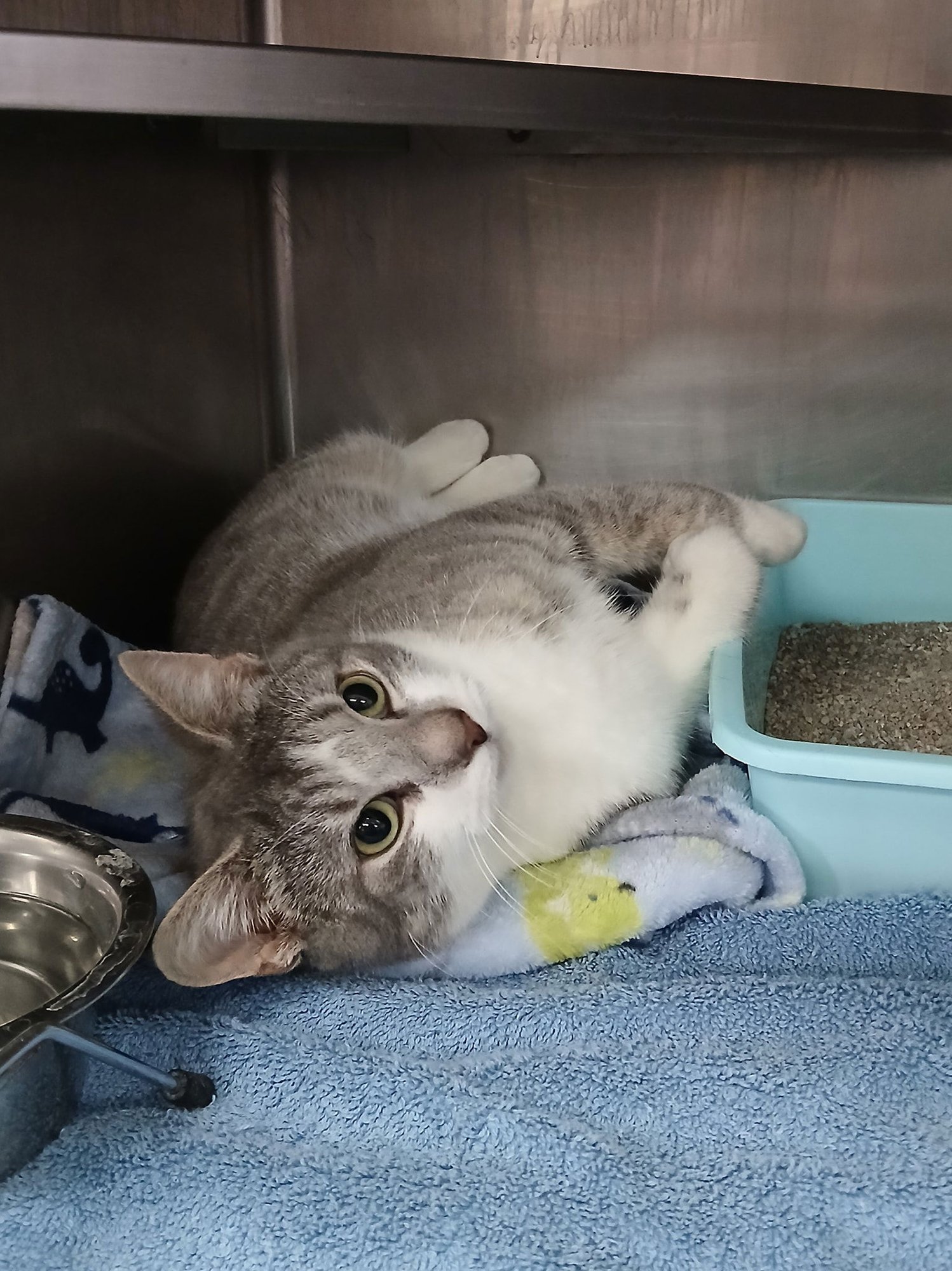 SUSHI - Tabby available for adoption