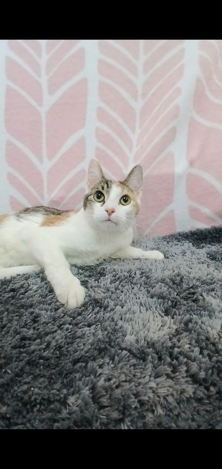 ADRIEN - Calico / Tabby available for adoption