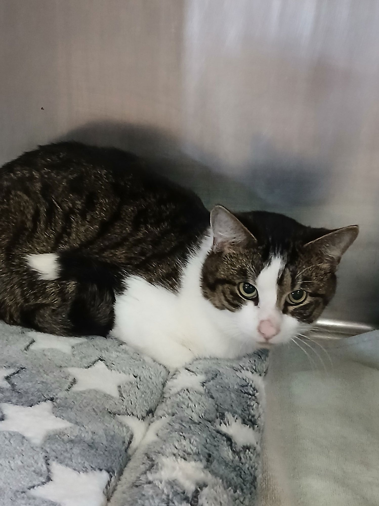 SLATE - Tabby available for adoption