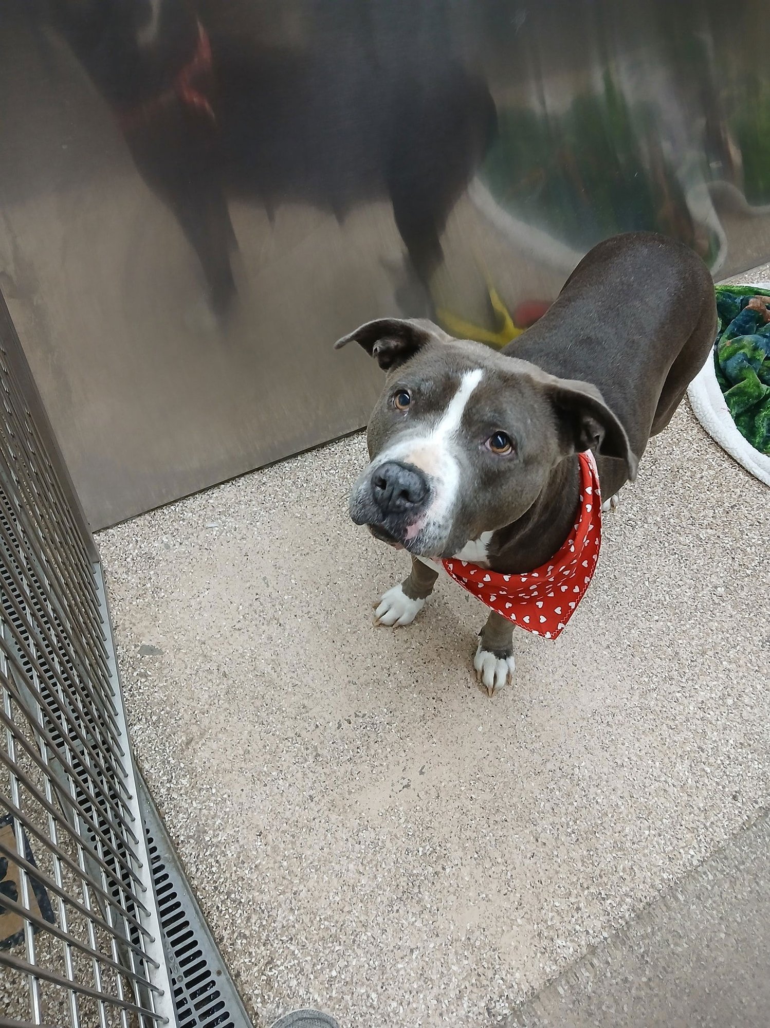 ANDI - Pit Bull Terrier available for adoption