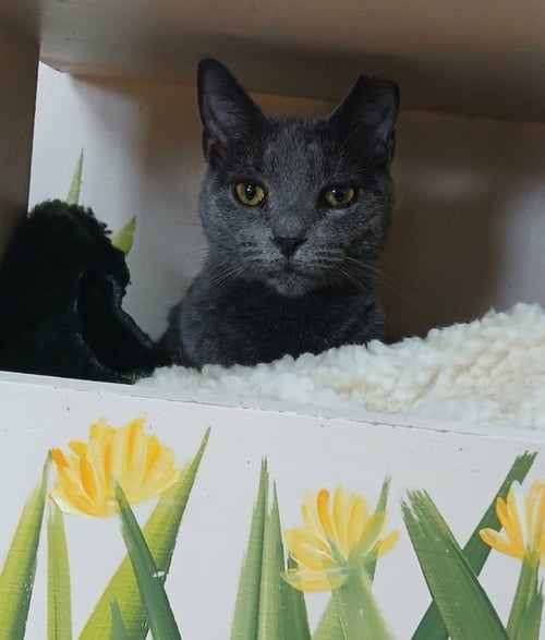 ANGEL - Russian Blue available for adoption