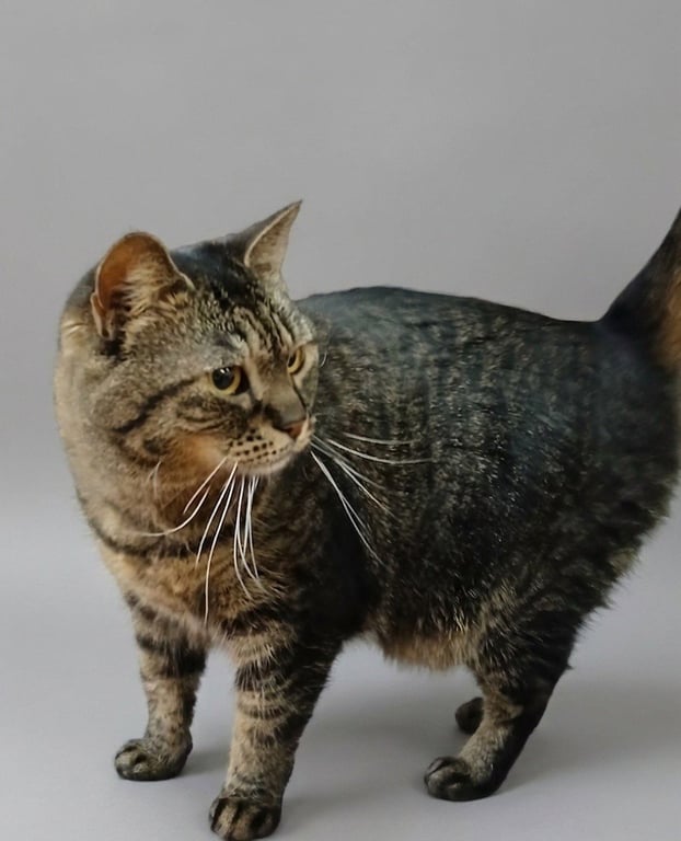 Nina Image