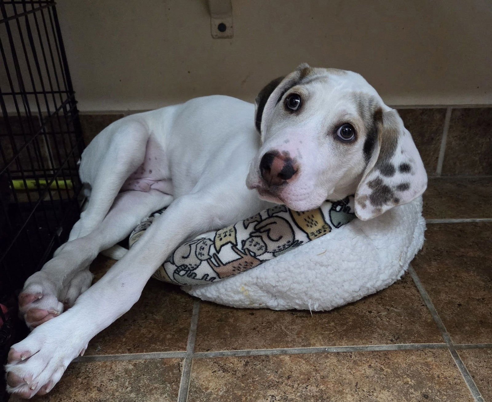 OLLIE - Dalmatian available for adoption