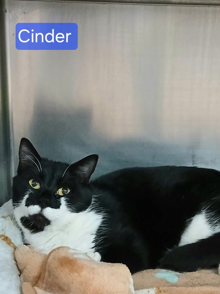 CINDER - Tuxedo available for adoption