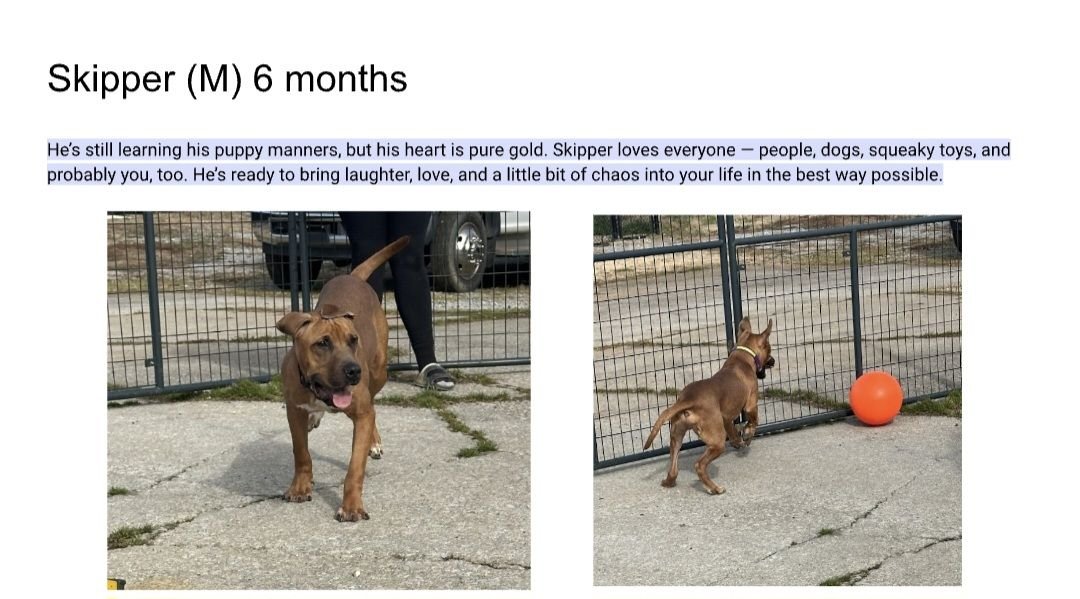 SKIPPER - Hound / Pit Bull Terrier available for adoption